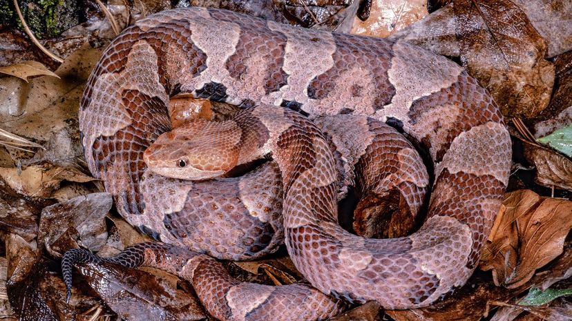 13 Copperhead