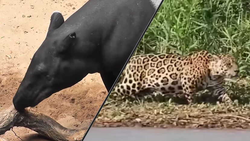 Tapir and Jaguar