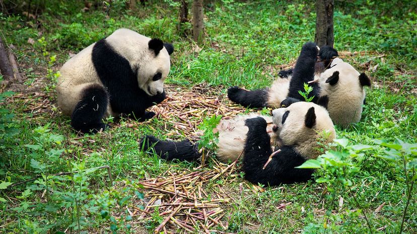 Sichuan Giant Panda Sanctuaries