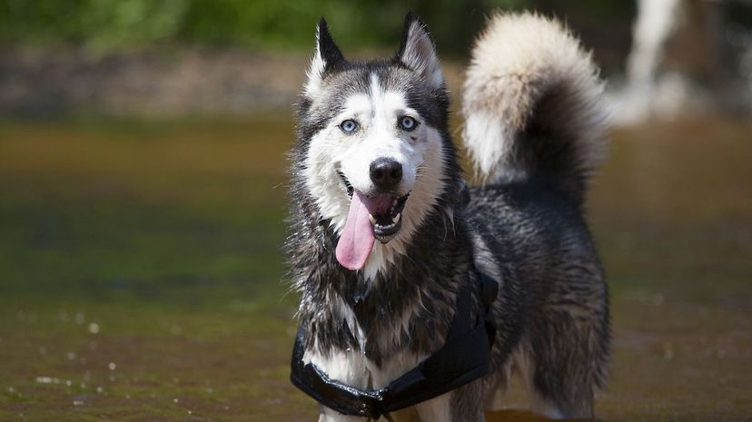 3 Siberian Husky