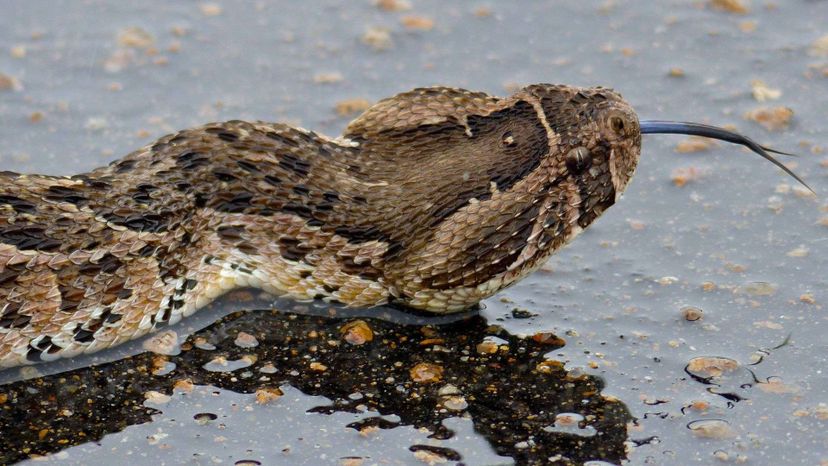 Puff Adder