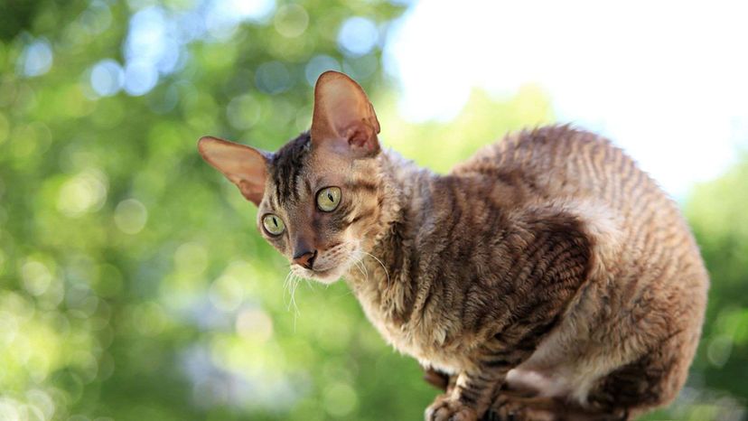 Cornish Rex