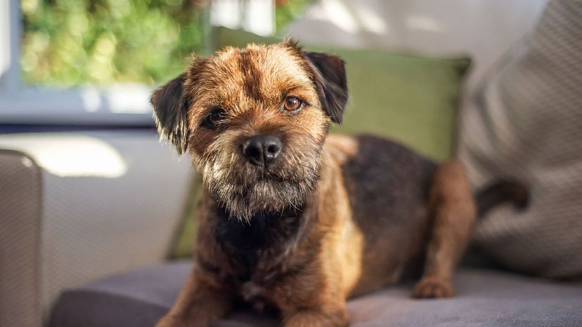 border terrier