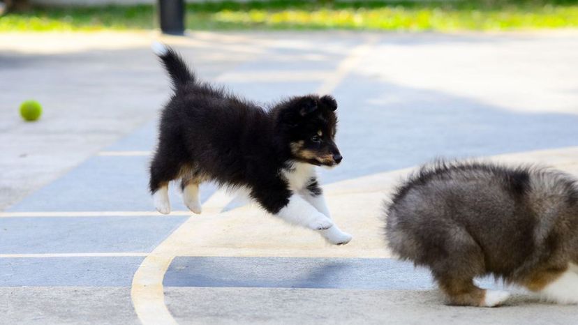 Shetland Sheepdog