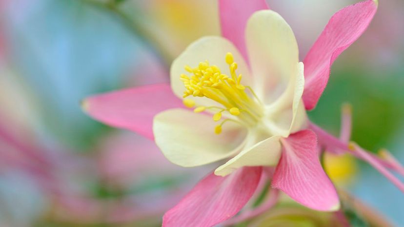 13 Columbine flower closeup