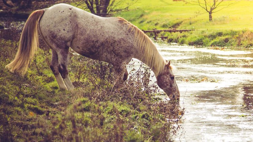 Appaloosa