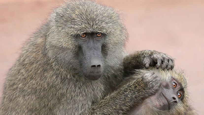 Olive baboon