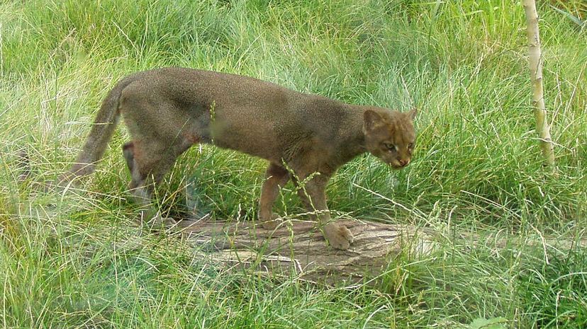 Jaguarundi