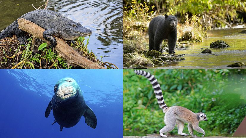American alligator, Hawaiian monk seal, American black bear, ring-tailed lemur