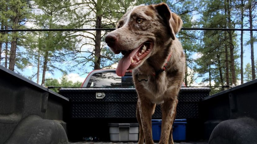 Tell Us About Your Dog and We'll Tell You Which Truck You Are