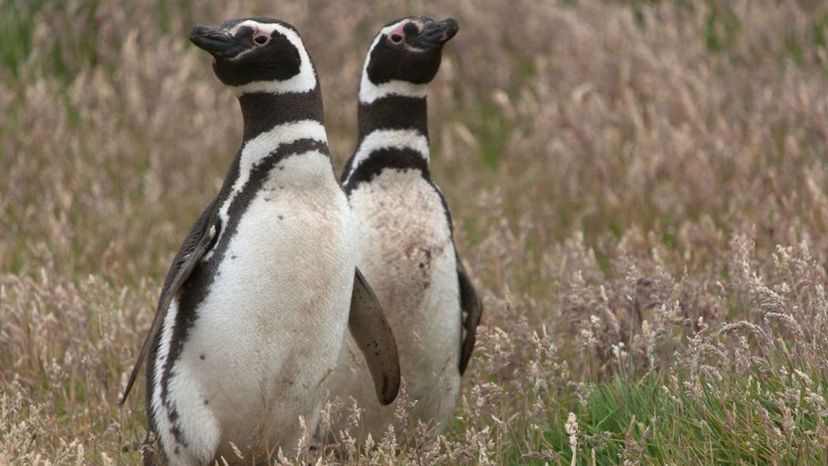 Humboldt Penguins