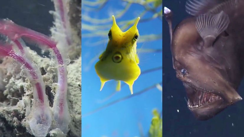 If You Can Get 100% on This Deep Sea Creatures Quiz, Your Name Might Be Jacques Cousteau!