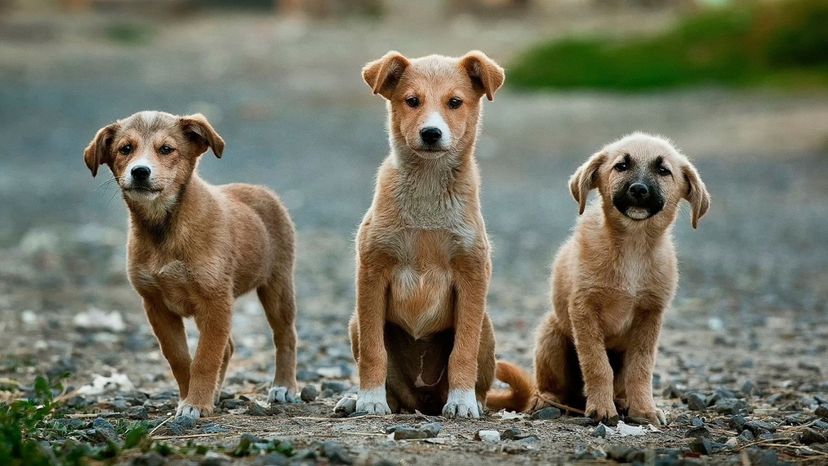 Can You Identify All of These Underrated Dog Breeds?