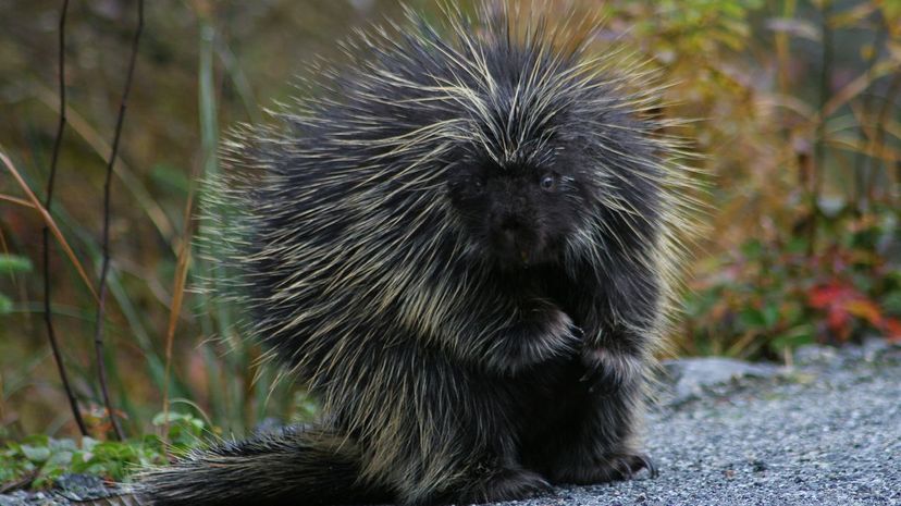 Porcupine