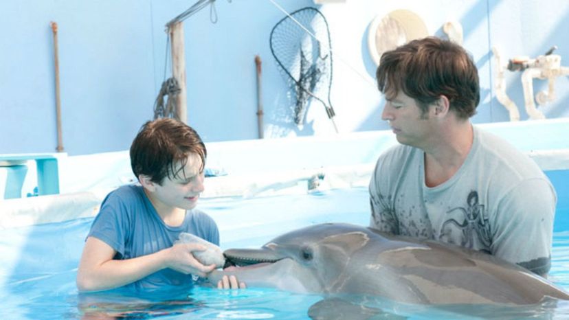 Dolphin Tale