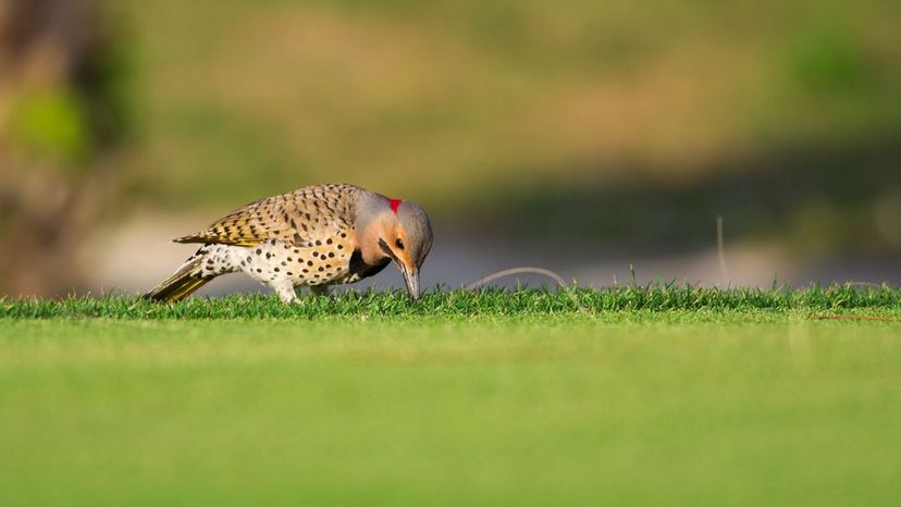 Northern flicker- Alabama