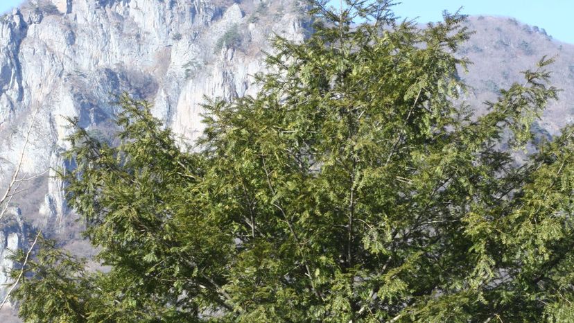 21 japanese nutmeg yew Torreya_nucifera_2