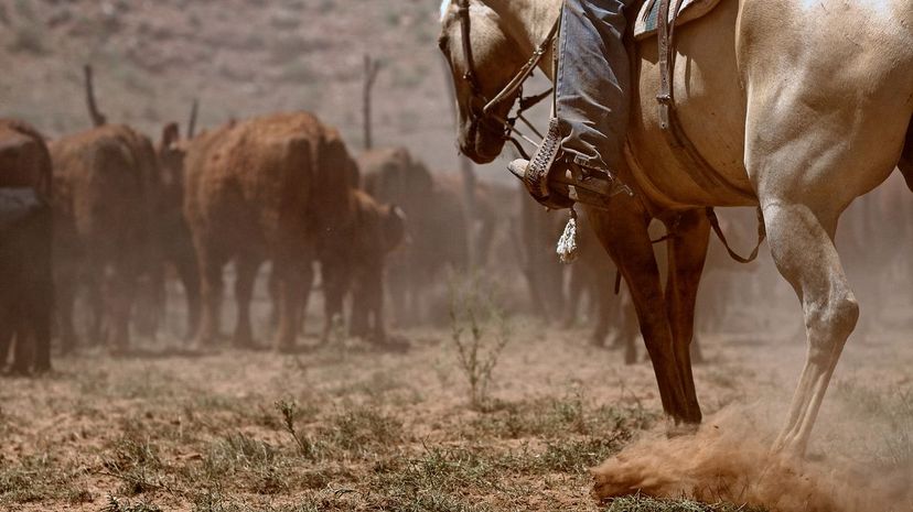 Only True Natives of the Lone Star State Can Pass This Texas Lingo Quiz!