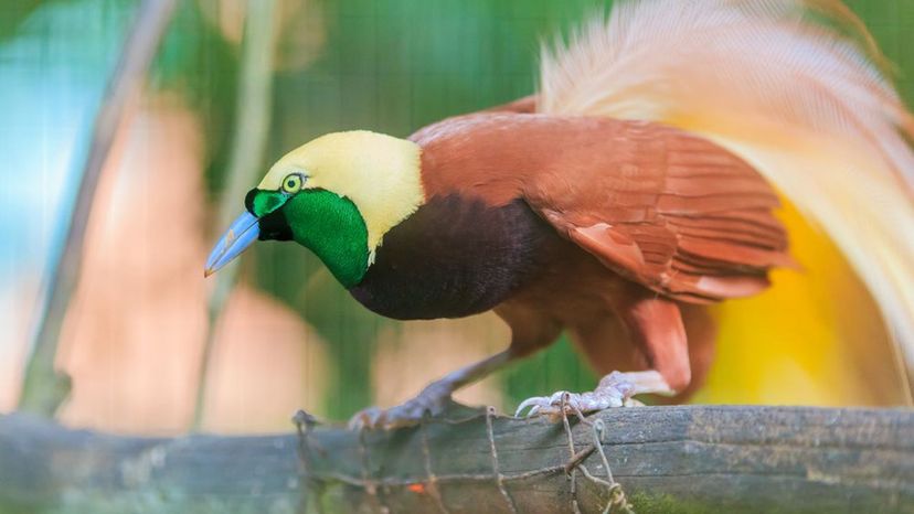 lesser bird of paradise