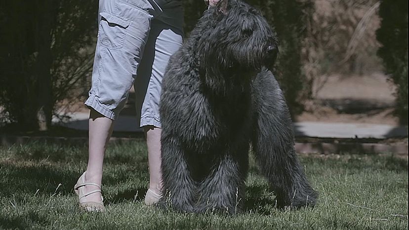 Bouvier des Flandres