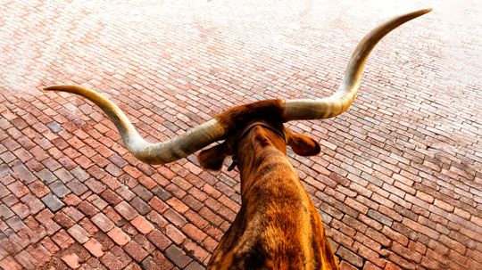 What's Your Southern Spirit Animal?