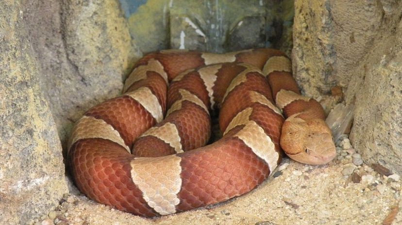 American Copperhead