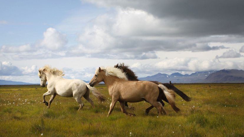 What Horse Breed Matches Your Personality?