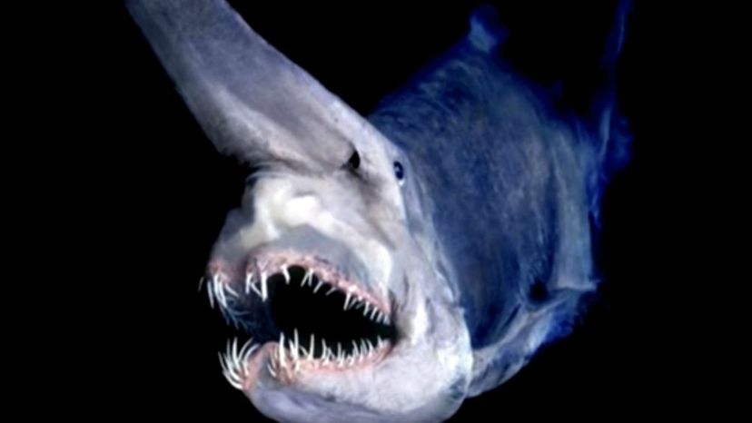 goblin shark