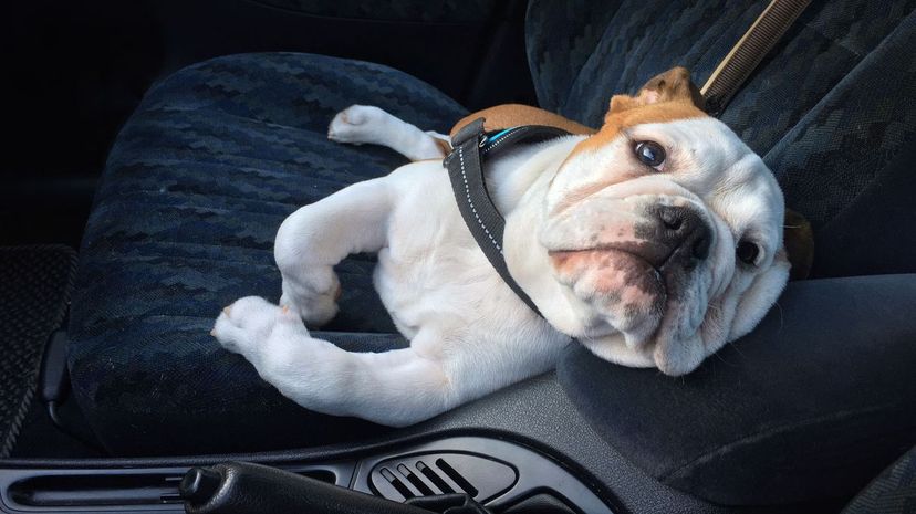 Bulldog as a funny comfortable car passenger