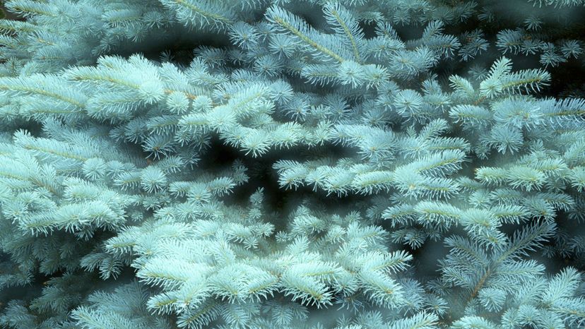 7 blue spruce GettyImages-10183526