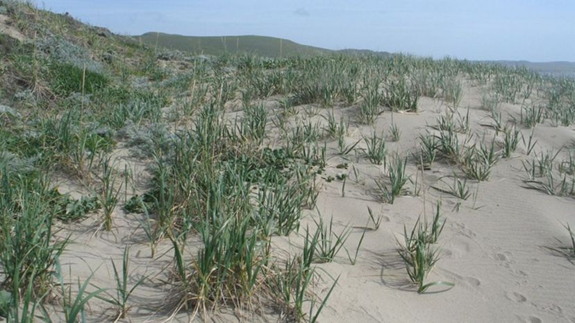 American dune grass