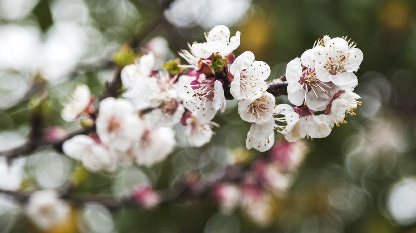 Dwarf flowering almond