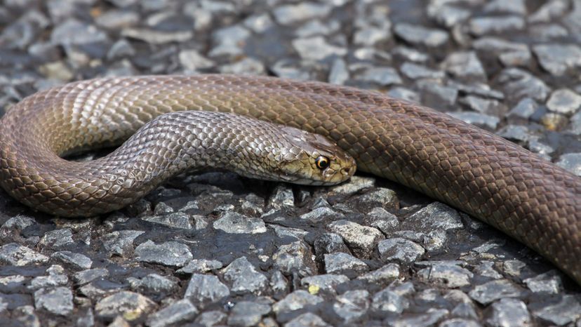 Você consegue identificar todas essas cobras letais?