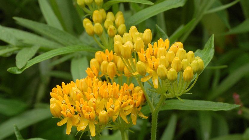 Butterfly Weed