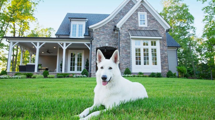 Build Your Dream Home and We'll Tell You Which Dog to Adopt