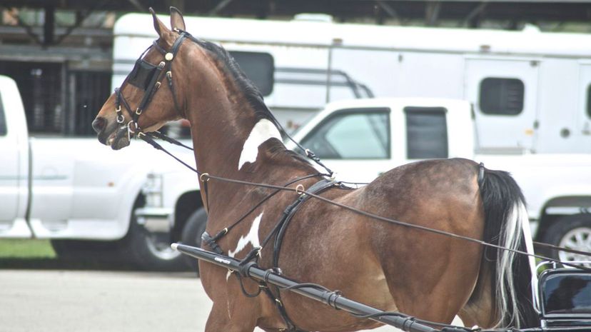 National Show Horse