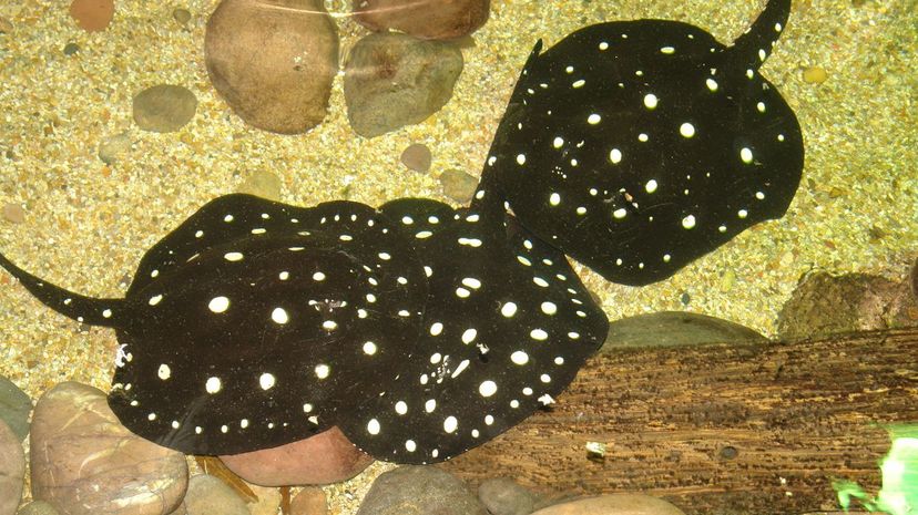 Polka-dot stingray