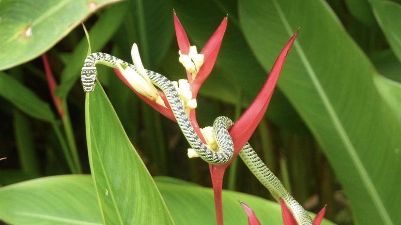 Golden Tree Snake