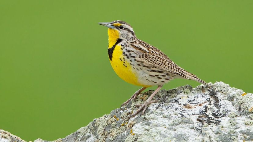 Western Meadowlark