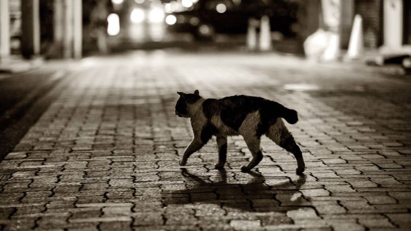 Japanese Bobtail