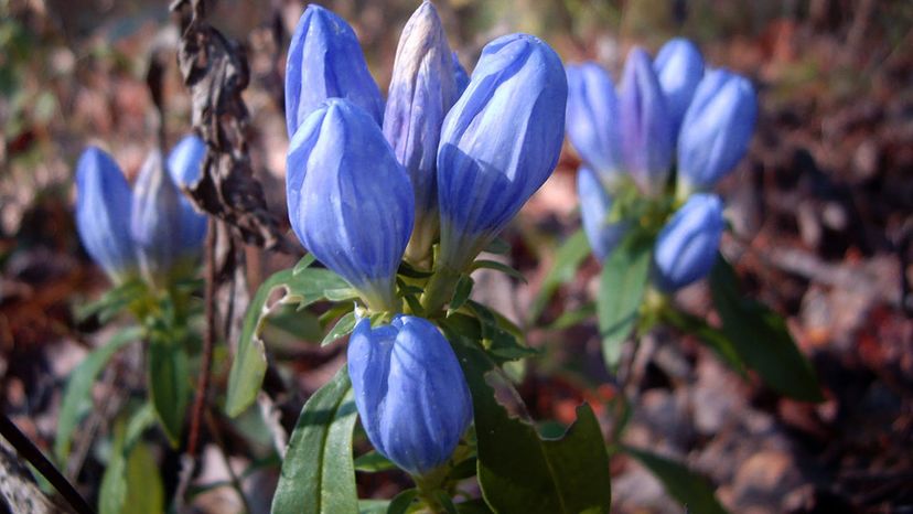 harvest bells blue