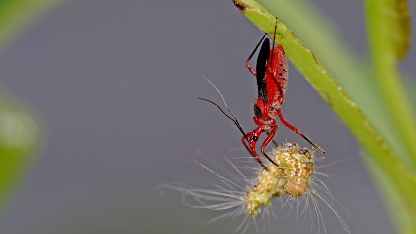 Assassin Bugs