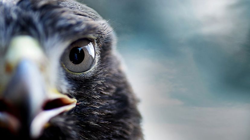 Which Bird of Prey Guards Your Soul?