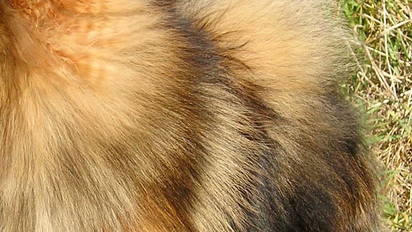 Pomeranian fur