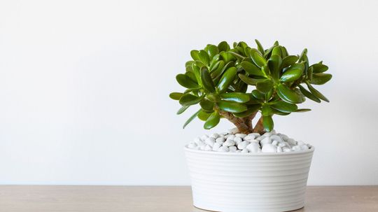 Can You Identify All 40 of These Common House Plants?