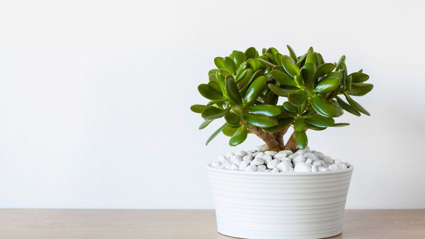 Can You Identify All 40 of These Common House Plants?