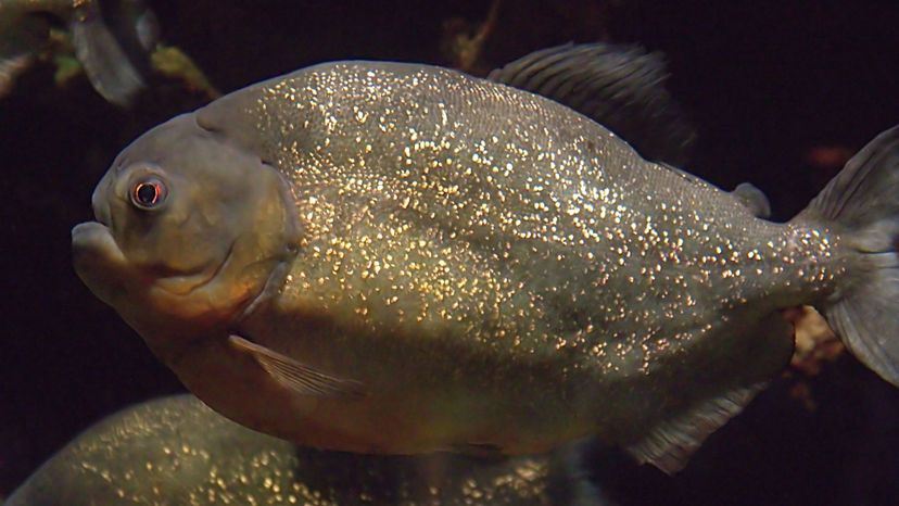 Piranha