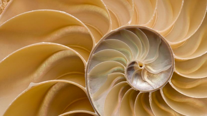 Chambered Nautilus