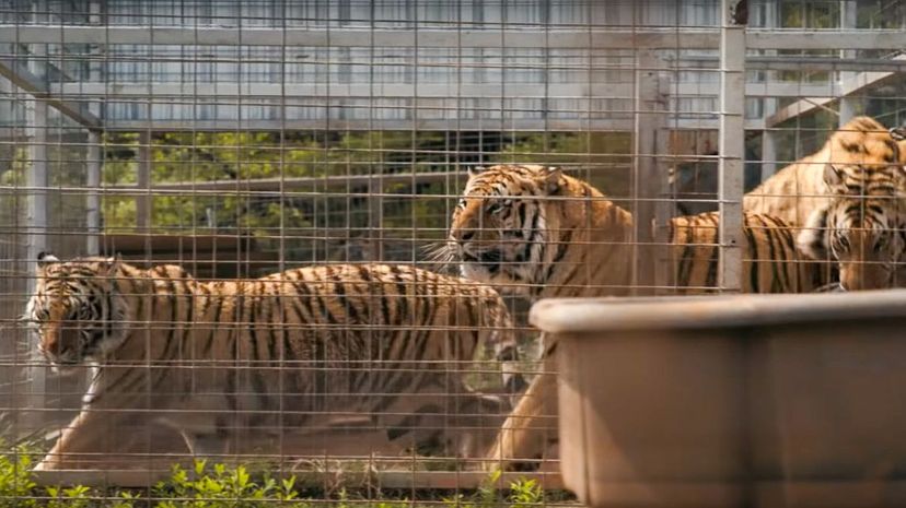 10-Tigers