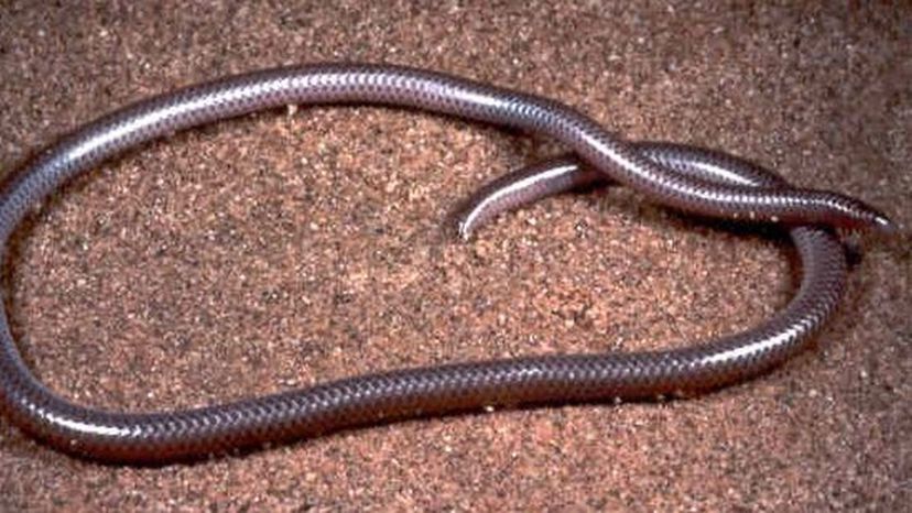 Thread snake